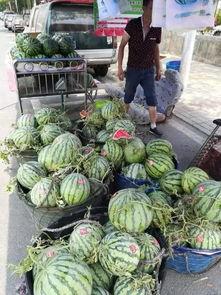 康县老头吃瓜事件,一场引发社会关注的网络风波 第1张 康县老头吃瓜事件,一场引发社会关注的网络风波 第1张